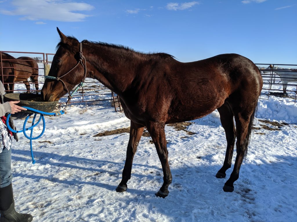 lot.charlies.racing.mare.dec2019