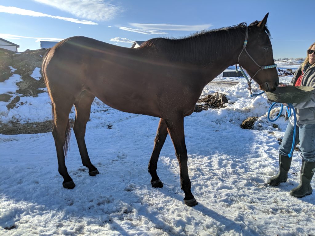 lot.charlies.racing.mare.sidevs
