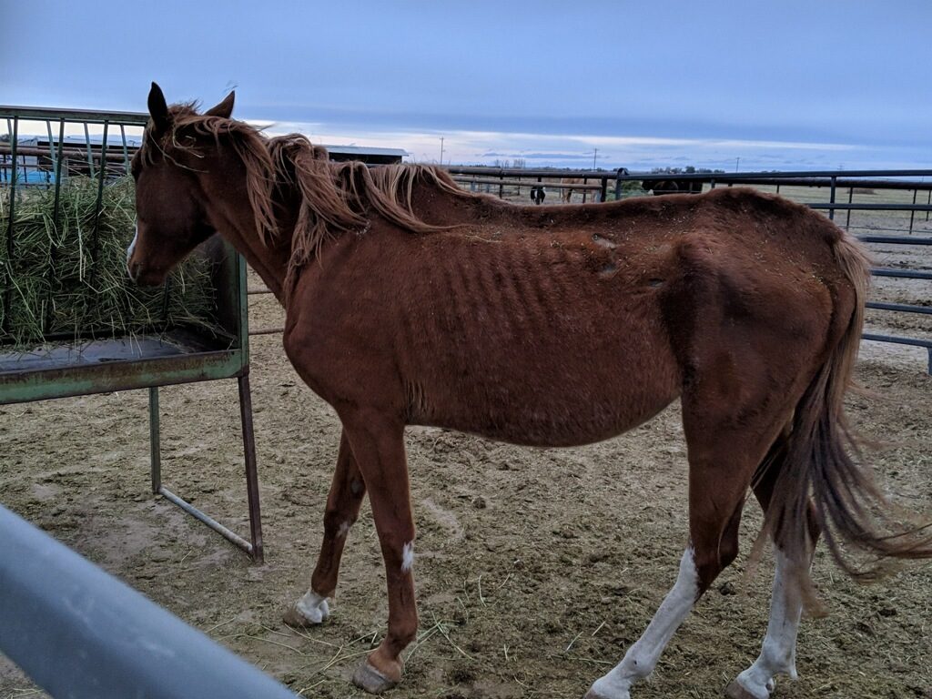 lot.charlies.starved.gelding.hayrack