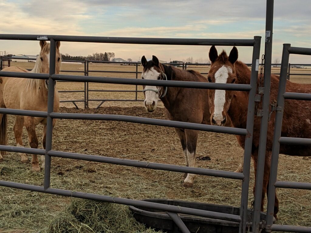 lot.dude.ranch.boys.nov2019