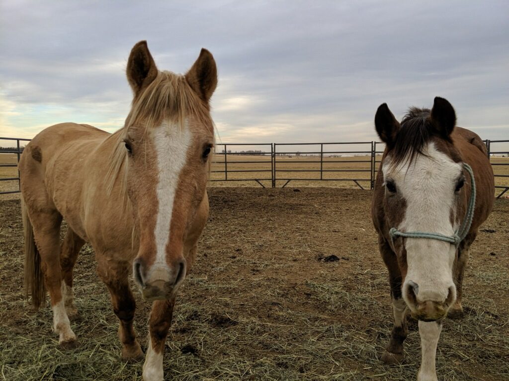 lot.ranch.geldings.nov2019
