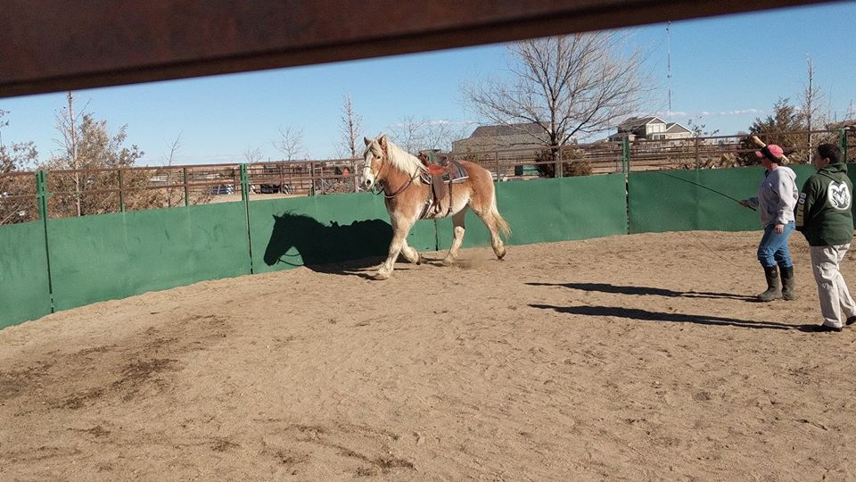 mufasa.warmup.roundpen