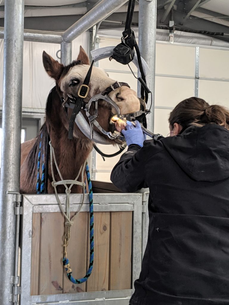 oscar.dental.dec2019