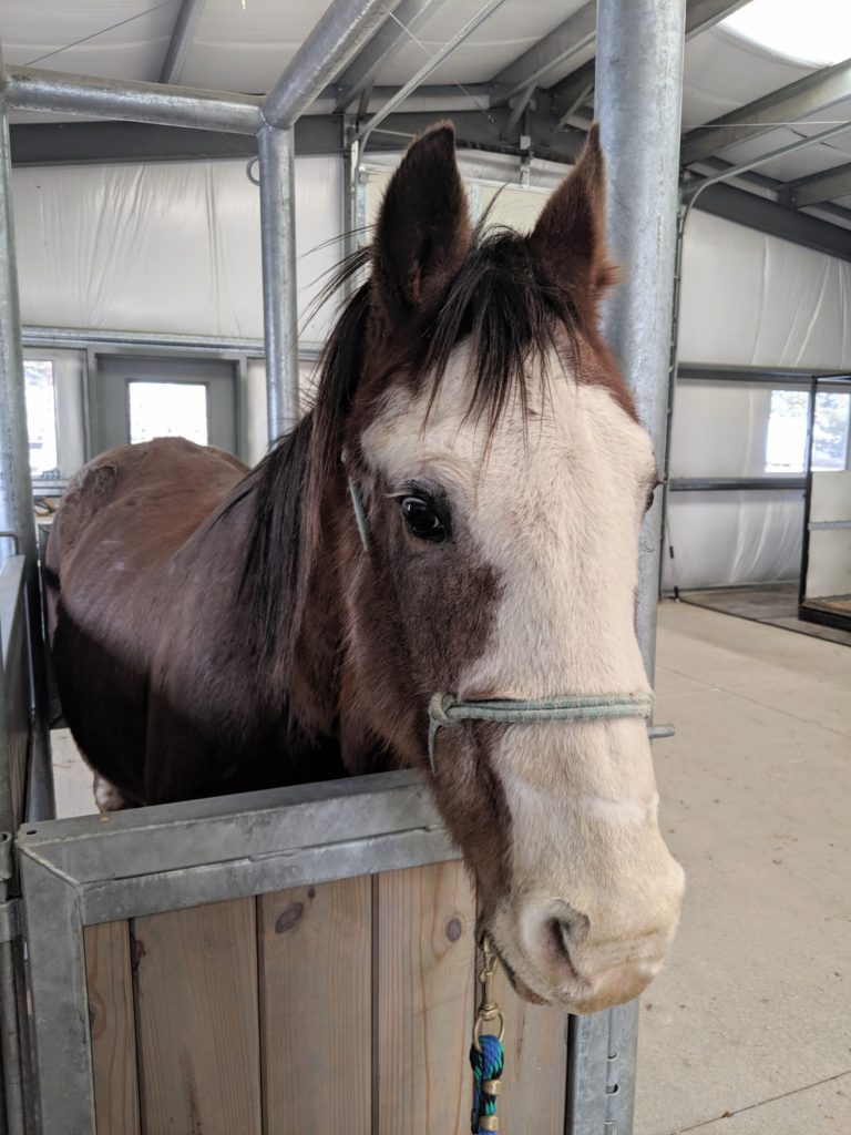oscar.vet.stocks.dec019