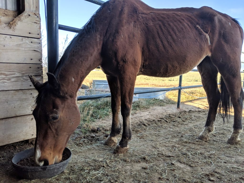 Sherman - Colorado Rescue Horse Success Story - Front Range Equine Rescue