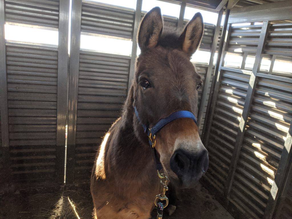 sparky.closeup.apr2020