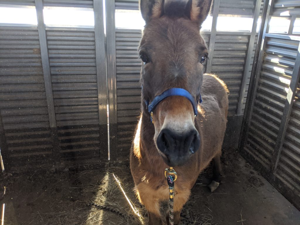 sparky.halter.apr2020