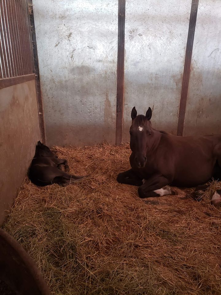cookie.and.foal.stall.may31.2020