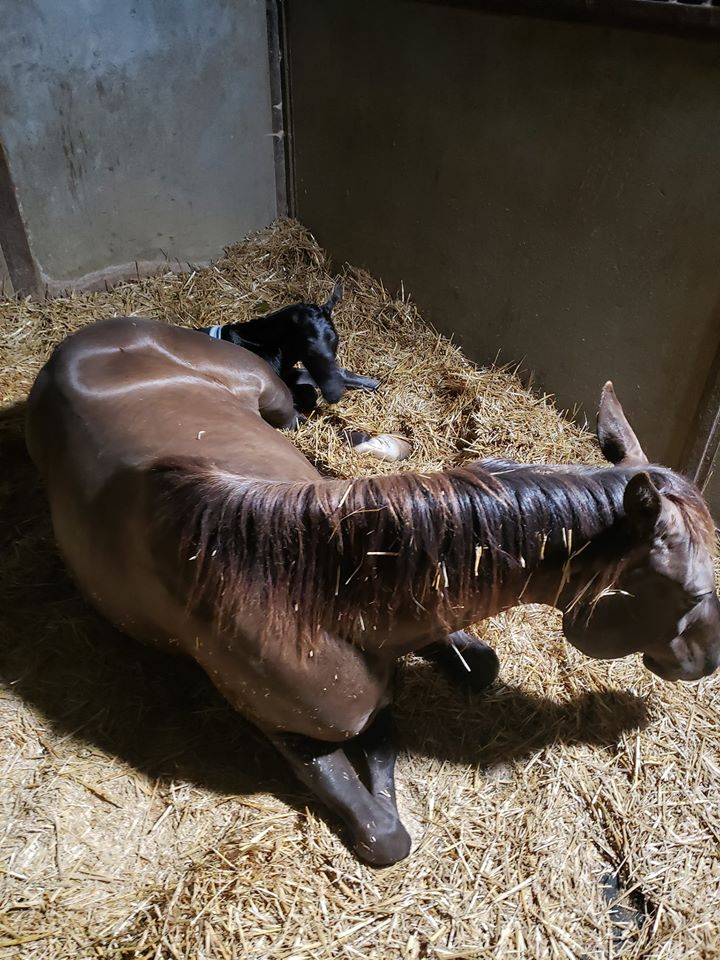cookie.foal.may31.2020