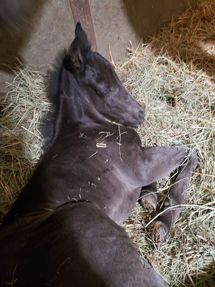 cookie.foal.sleeps.may31.2020