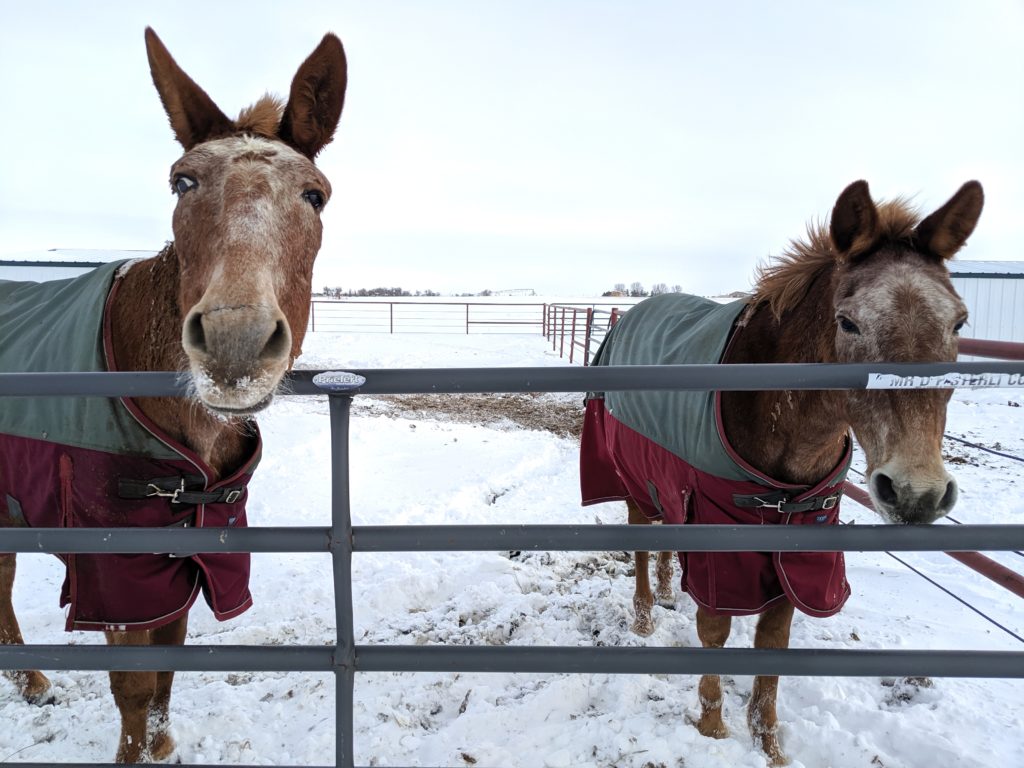 bigred.rastas.snow.day.jpg