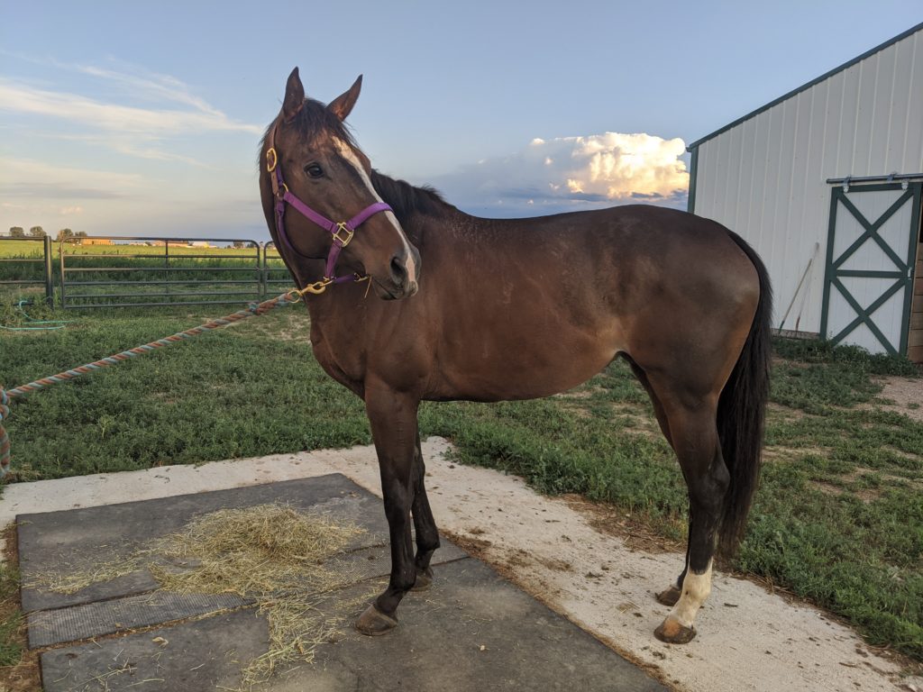 lilly.july2020.colorado.jpg