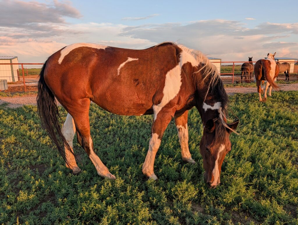 Lilla.grazes.aug2026