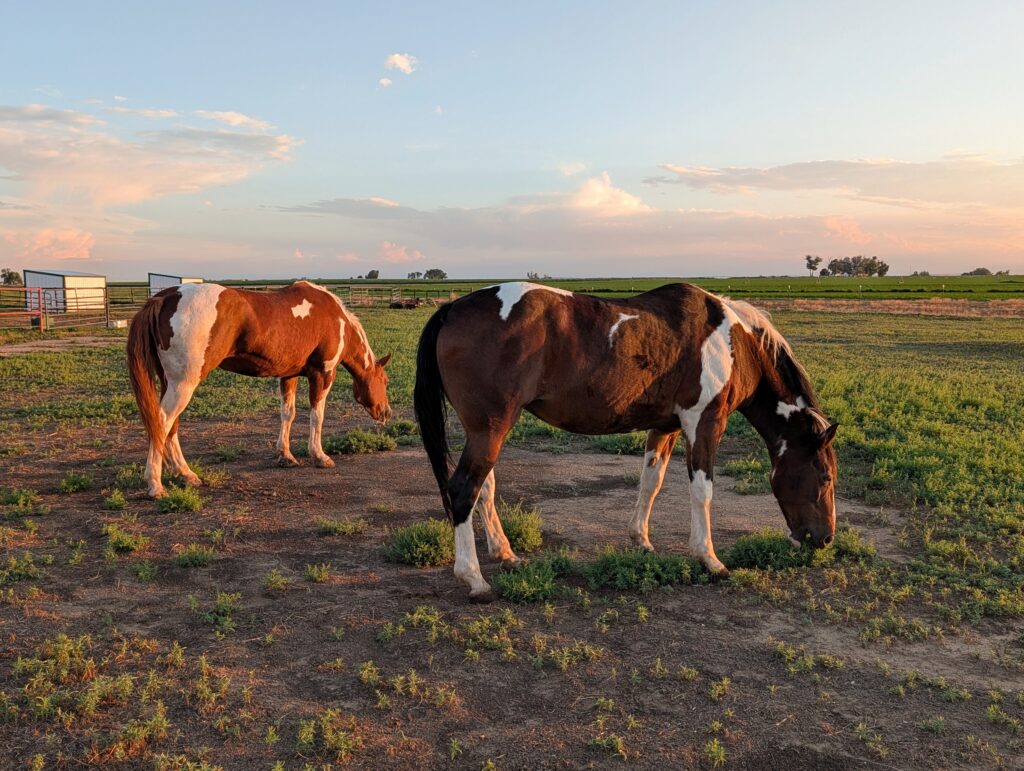 Red.Lilla.graze.aug2026