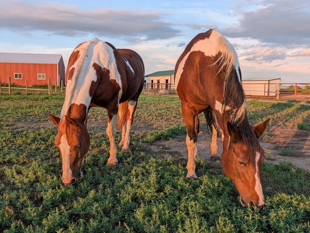 Red.Lilla.turnout.graze.2026