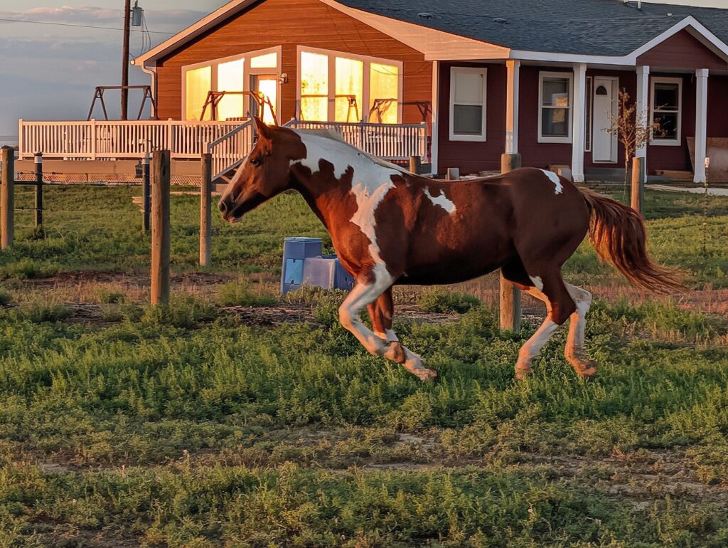 Red.sunset.canter.aug2026
