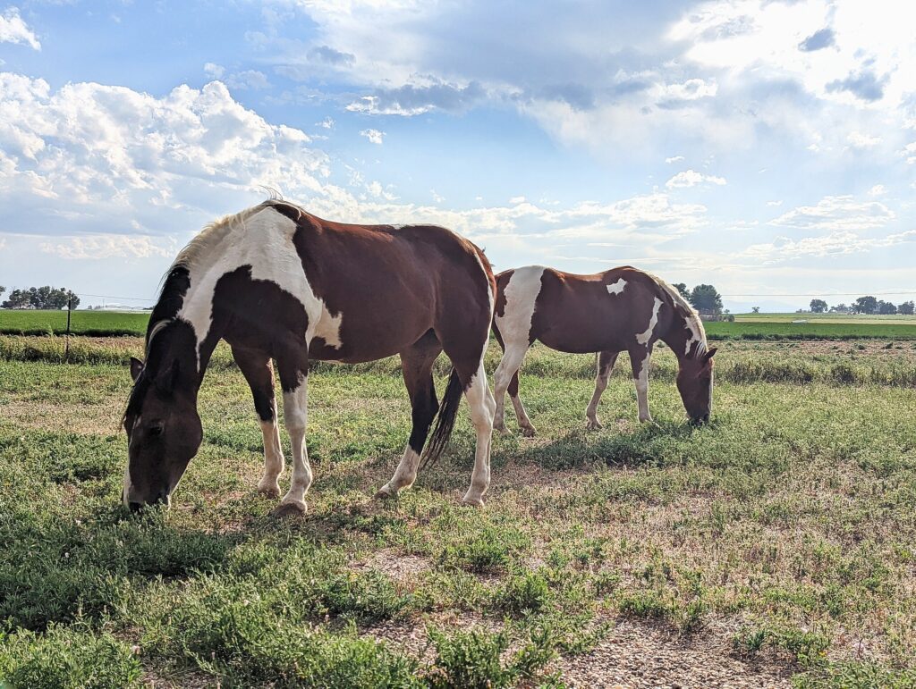 lilla.red.pasture.graze.2024