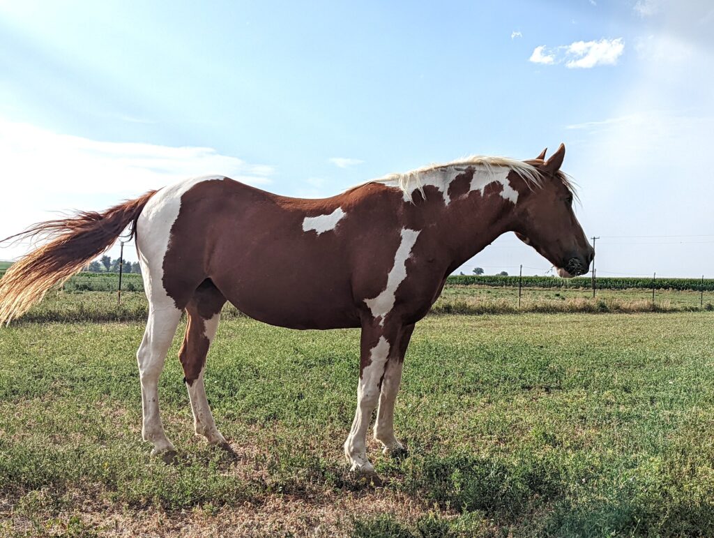 oldred.turnout.jul2024