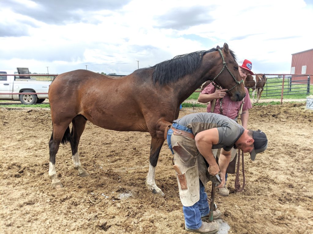 seamus.hoof.trim.2021