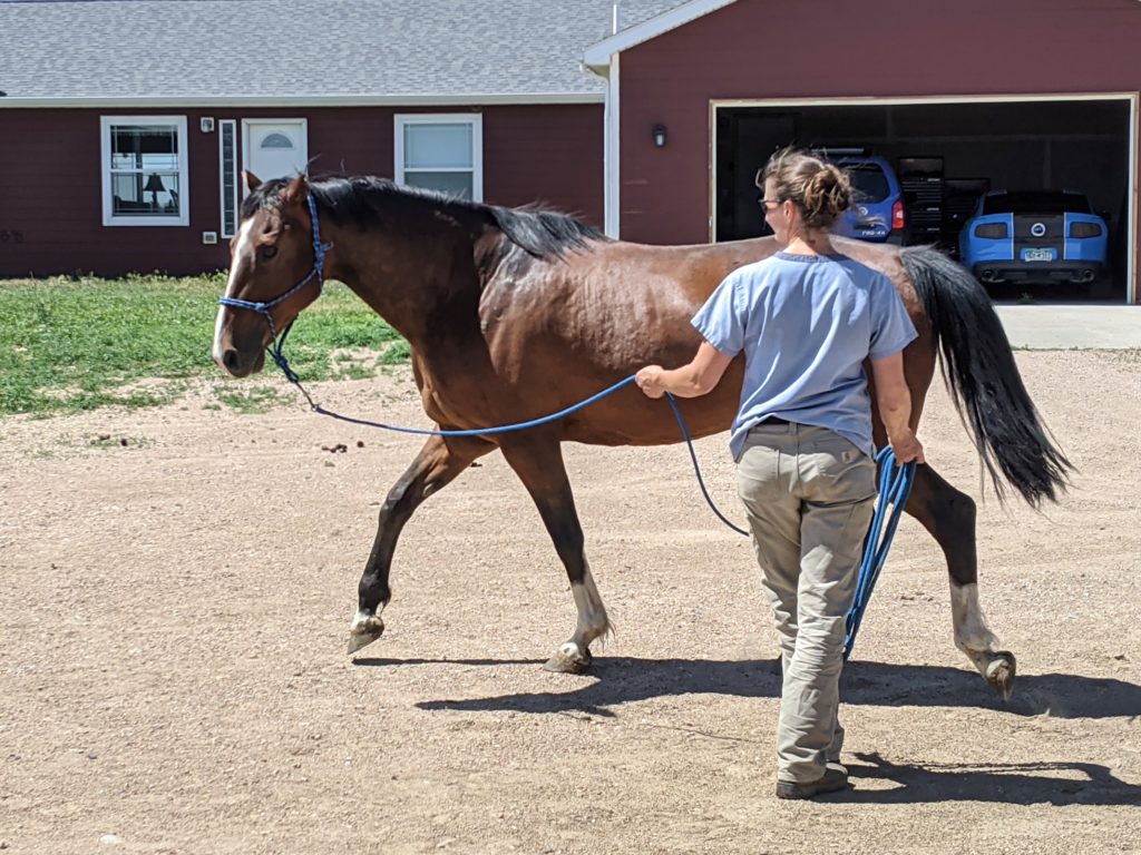 seamus.vet.exam.trot