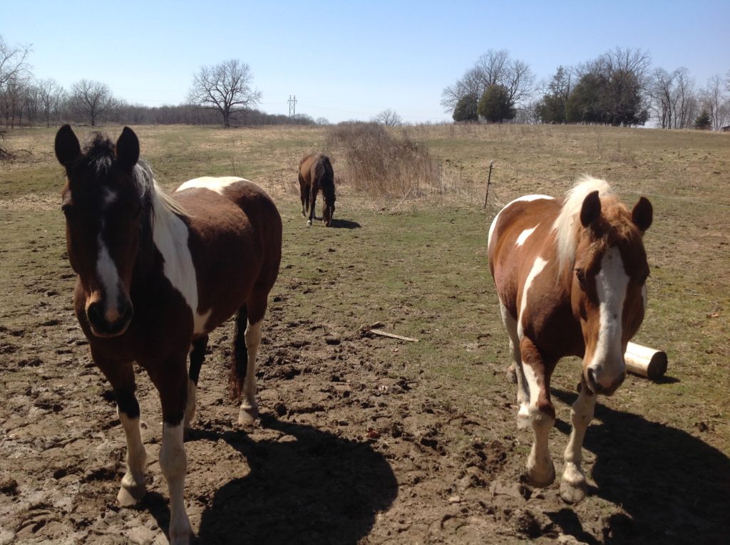 wisc.horses.2016