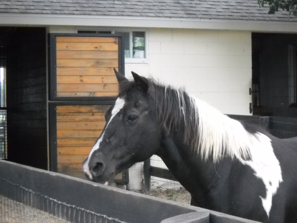 Cottage Rose Farm - Vetericyn vs. Blu-Kote. I've been raising everything  from chickens to horses for 38 years so I've done alot of my own diagnosing  and minor vetting. In recent years