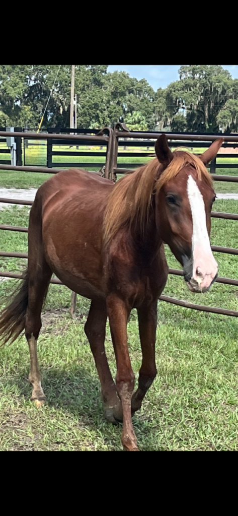 mustangs.ahote.fl2023.front.2wks