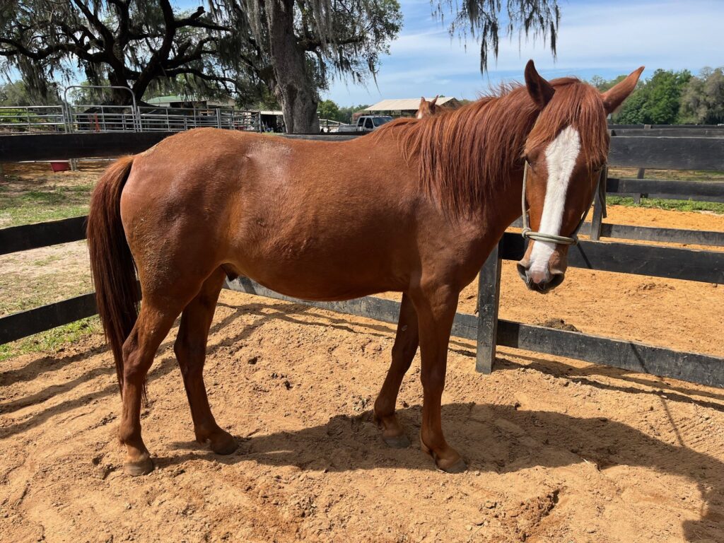 mustangs.kahana.fl.adopted.2024