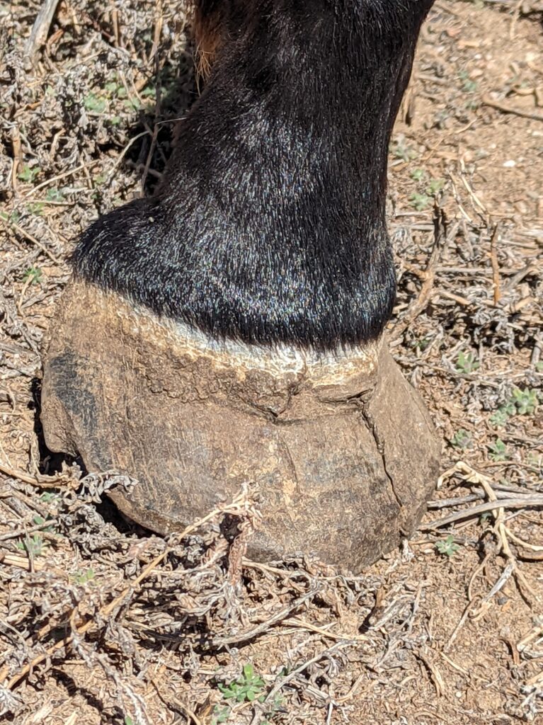 justine.front.hoof.closeup