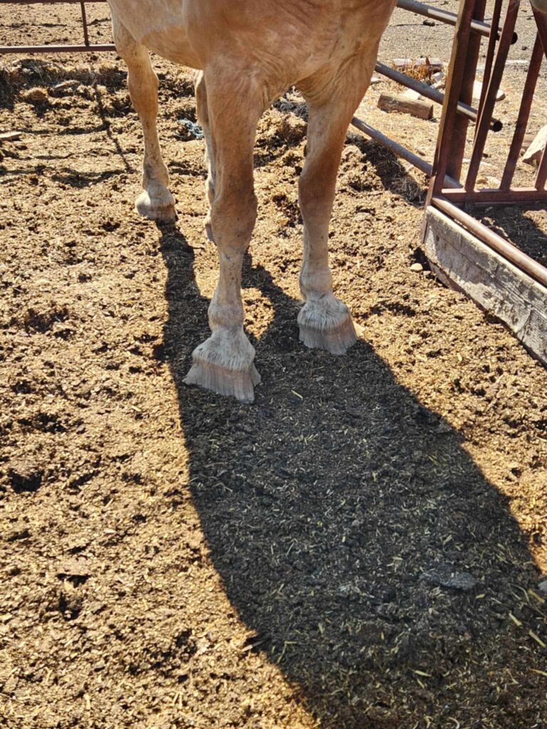 chrn.draft.hooves.wy.auction.aug2024