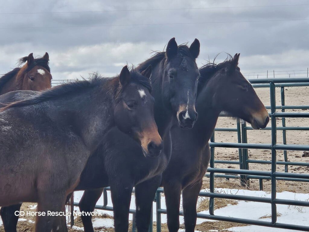 chrn.gage.county.rescues.2024