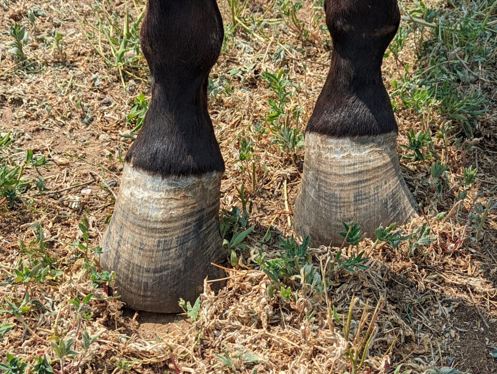 desiree.foundered.hooves