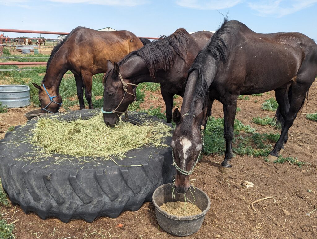 lincoln.amelia.desiree.rescued
