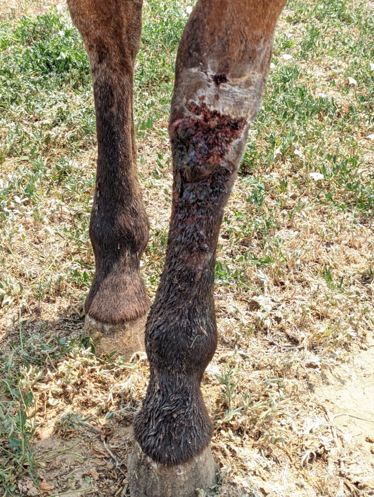 lola.2024.hindleg.wound
