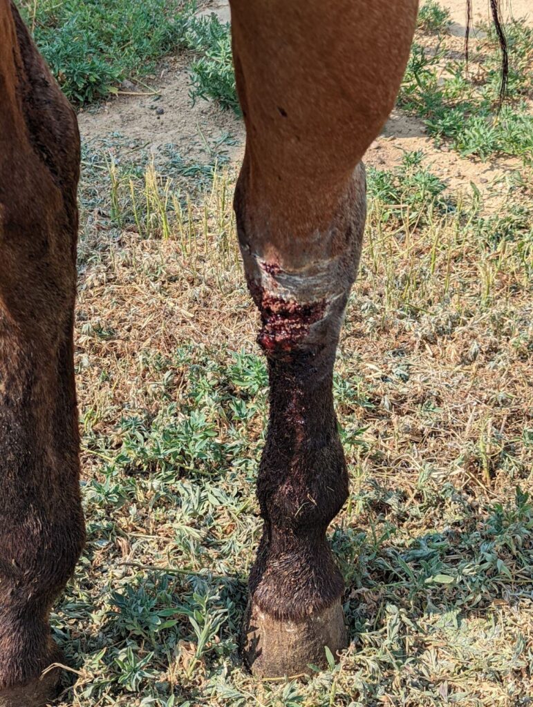 lola.july2024.leg.wound