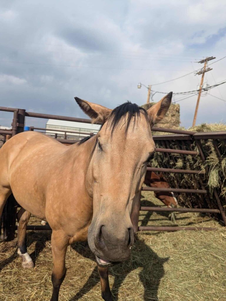 chrn.cla.dun.horse.bad.shape.oct2024