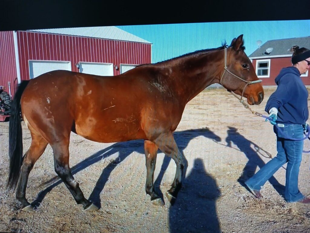angie.vet.ck.2024