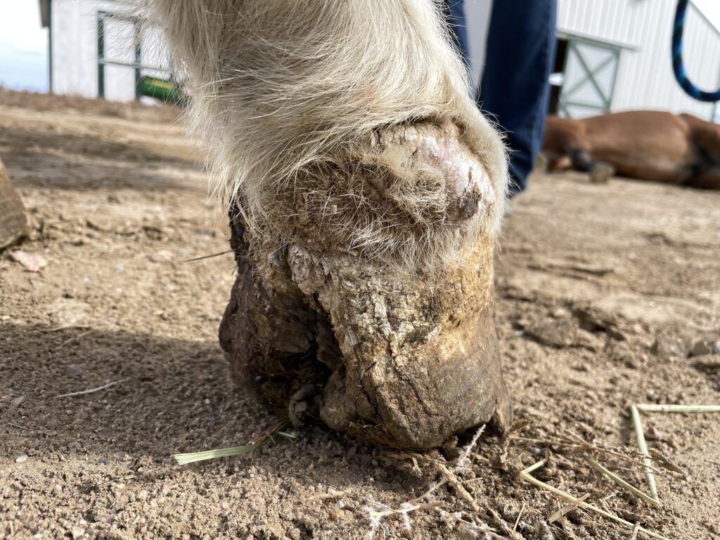 crystal.bad.hoof.old.injury