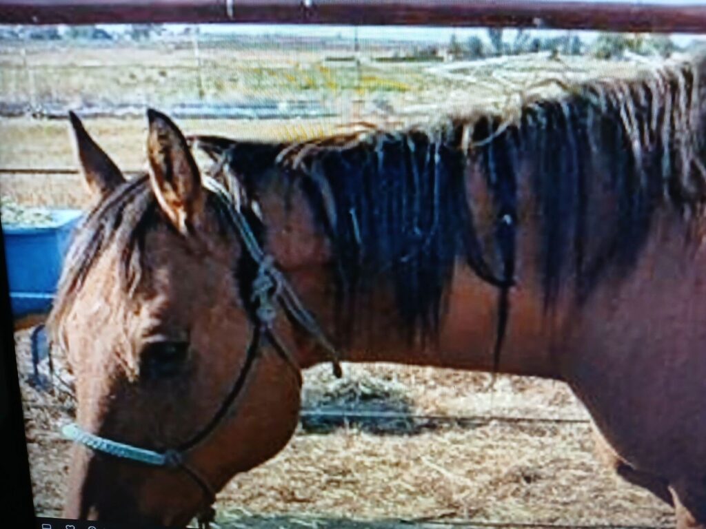 dallas.head.mane.leftside