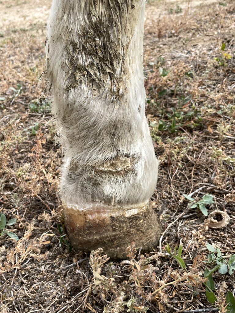 eliza.injured.leg.hoof