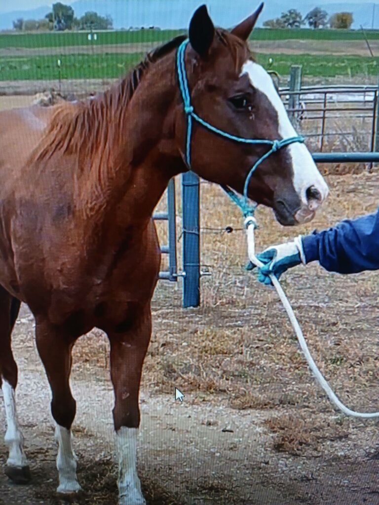 eliza.vet.evaluation