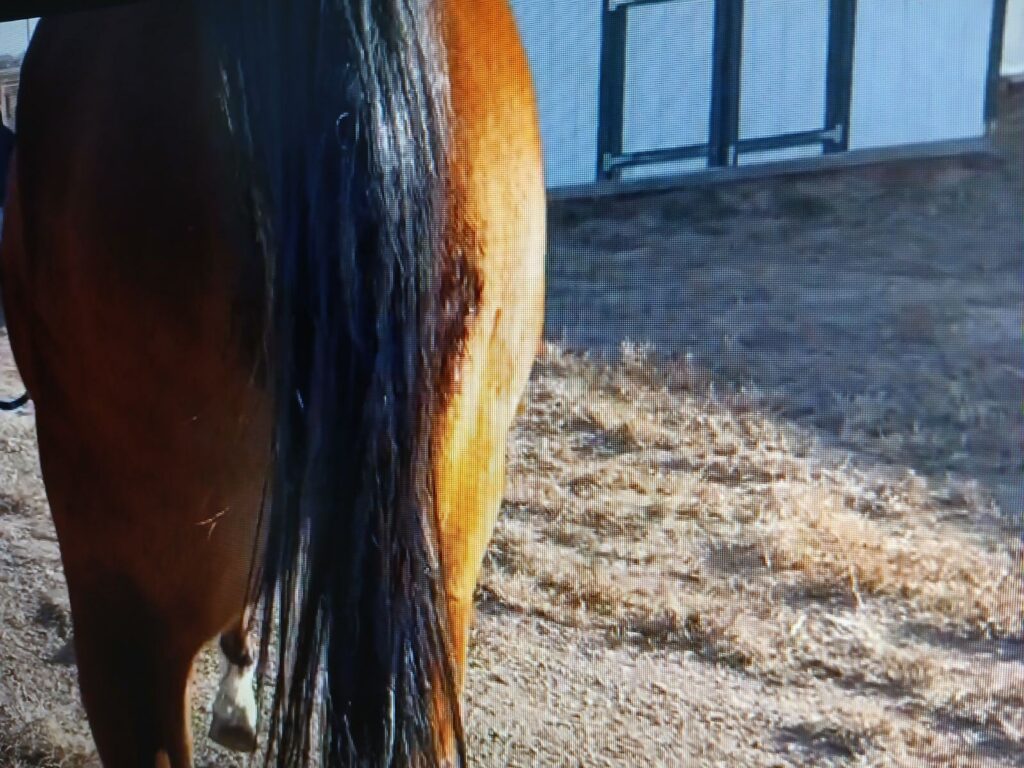 evie.inside.left.hind.swelling