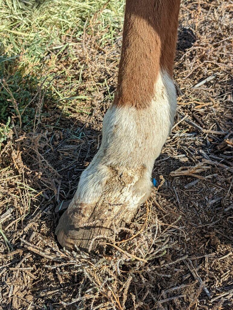 jordy.damaged.hind.fetlock