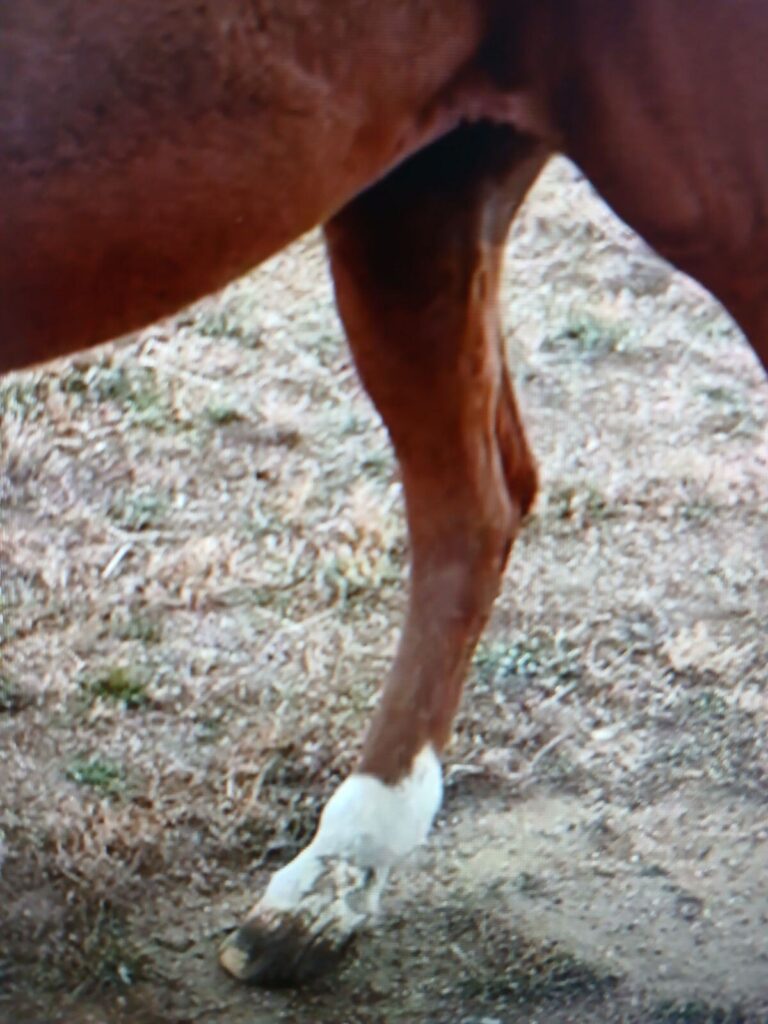 jordy.right.hind.vetck