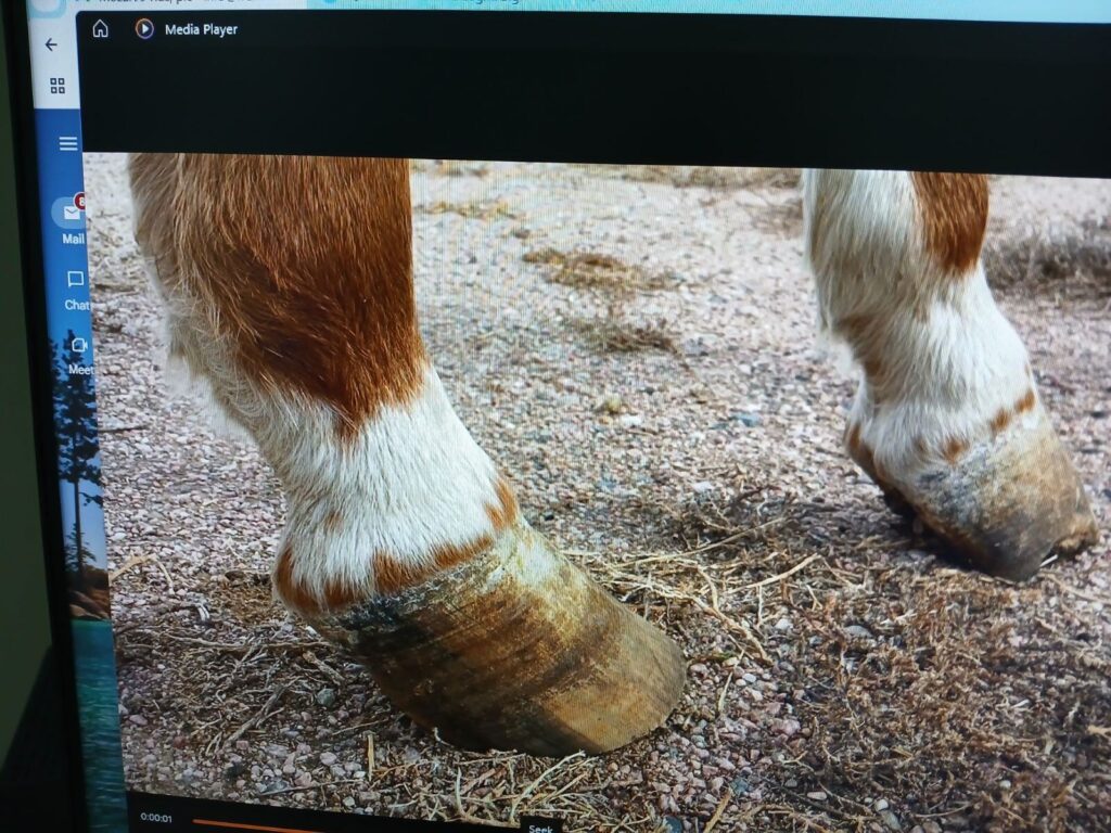 mozart.front.hooves
