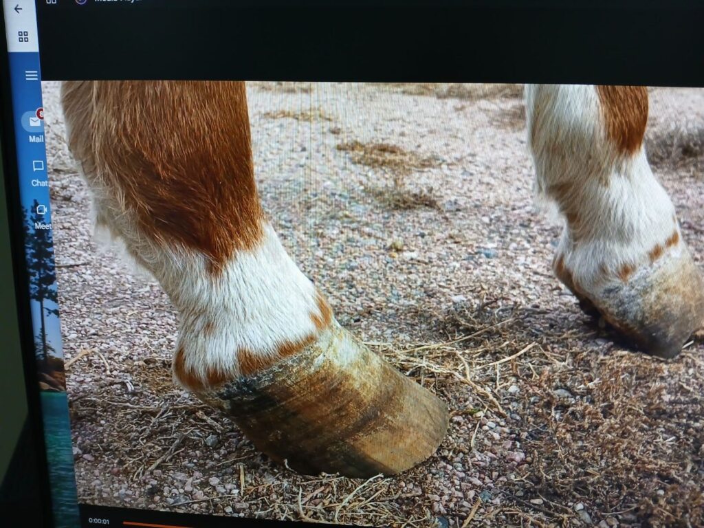 mozart.front.hooves.2024