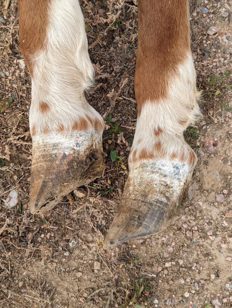 mozart.lower.hindlegs.2024