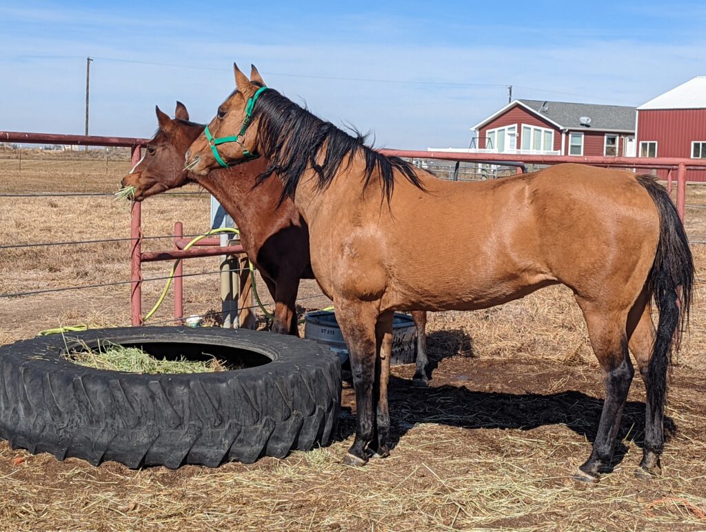 shelby.hay.tub.2024