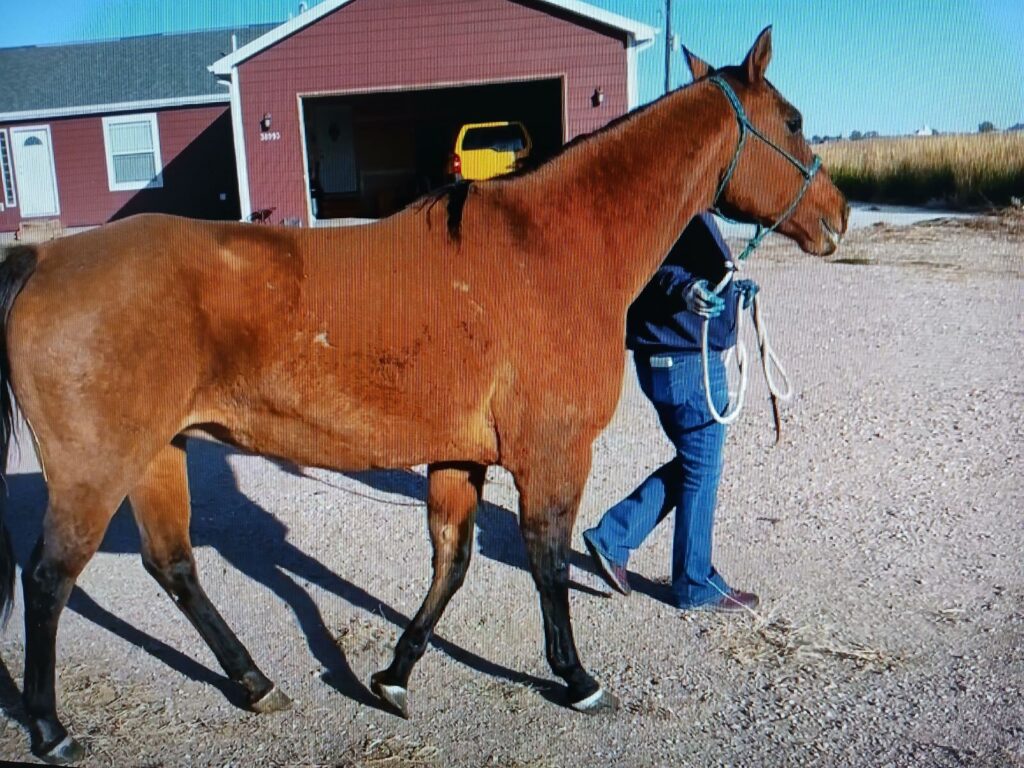 shelby.lameness.exam.2024