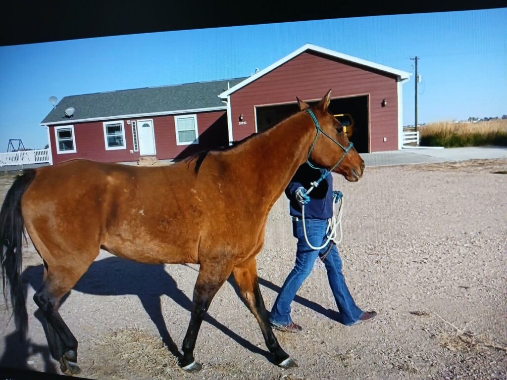 shelby.vet.ck.oct2024